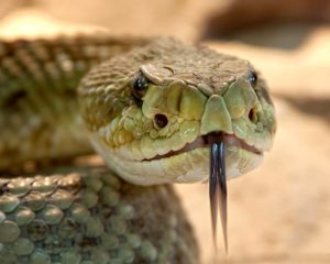 Что означает увидеть во сне змей?