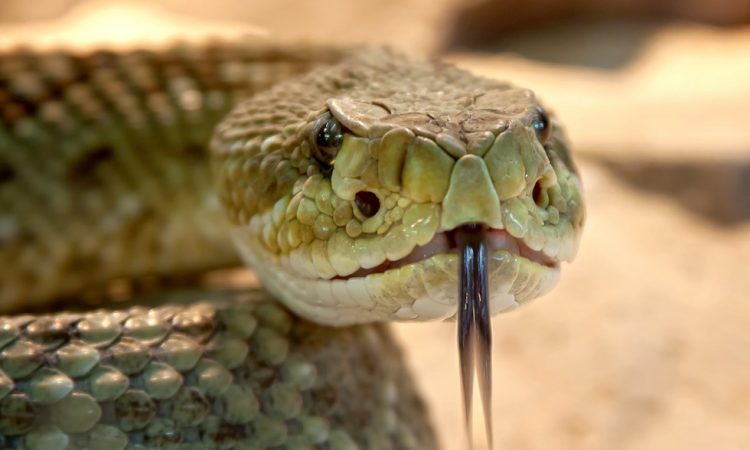 Что означает увидеть во сне змей?