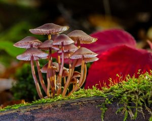 К чему снятся грибы?